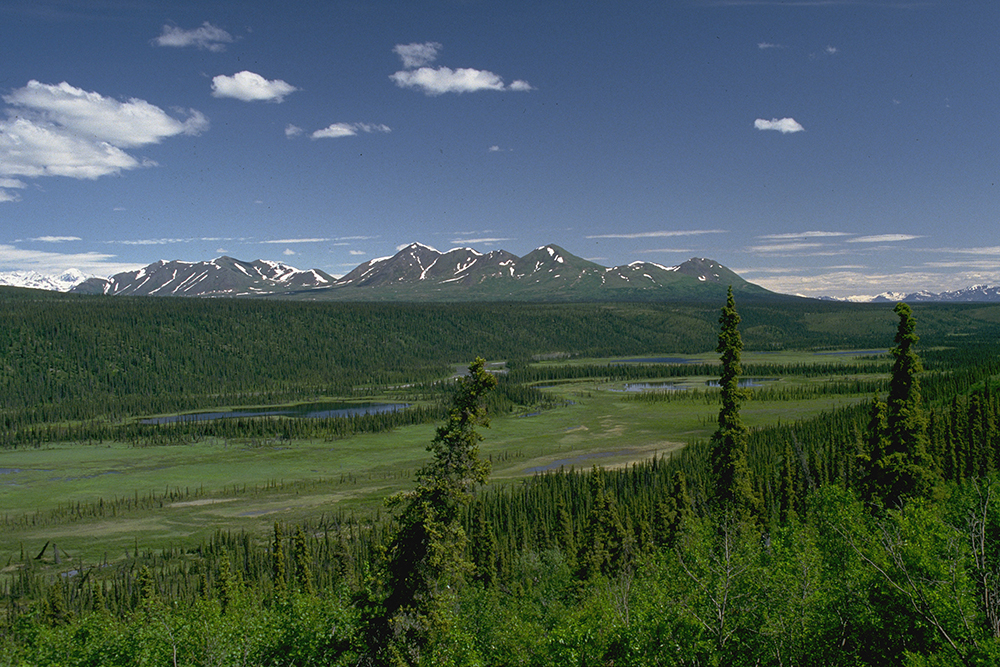 Wet sedge meadows at Nenana River in Alaska, United States, North America.